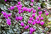 CYCLAMEN REPANDUM