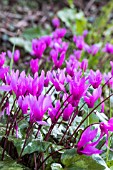 CYCLAMEN REPANDUM