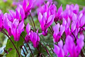 CYCLAMEN REPANDUM