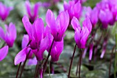 CYCLAMEN REPANDUM