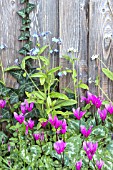 CYCLAMEN REPANDUM