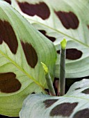 MARANTA LEUCONEURA,  PRAYER PLANT