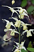 EPIMEDIUM FLOWERS OF SULPHUR