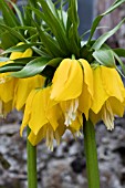 FRITILLARIA IMPERIALIS LUTEA