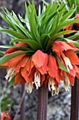 FRITILLARIA IMPERIALIS RUBRA MAXIMA