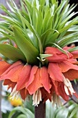 FRITILLARIA IMPERIALIS RUBRA