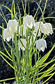 FRITILLARIA MELEAGRIS UNIFLFORA ALBA