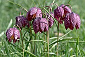 FRITILLARIA MELEAGRIS