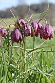 FRITILLARIA MELEAGRIS