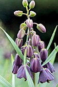 FRITILLARIA PERSICA