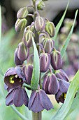 FRITILLARIA PERSICA