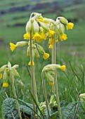 PRIMULA VERIS,  COWSLIP