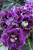 GLOXINIA SPECIOSA FI BROCADE DOUBLE