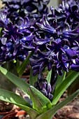 HYACINTHUS OCCIDENTALIS MIDNIGHT