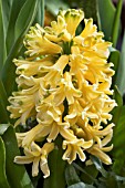 HYACINTHUS ORIENTALIS YELLOW QUEEN