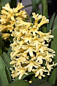 HYACINTHUS ORIENTALIS YELLOW QUEEN