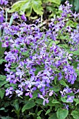 LUNARIA CORFU BLUE