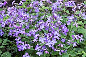 LUNARIA CORFU BLUE