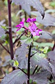 LUNARIA CHEDGLOW