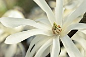 MAGNOLIA STELLATA ROYAL STAR