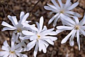 MAGNOLIA STELLATA ROYAL STAR