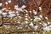 MAGNOLIA STELLATA