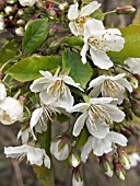 PRUNUS AVIUM,  BIRD CHERRY