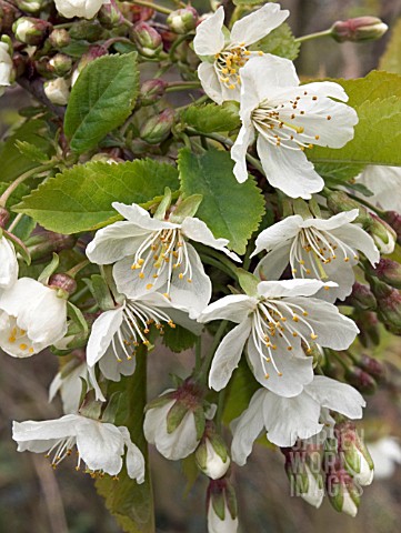 PRUNUS_AVIUM__BIRD_CHERRY