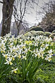 NARCISSUS JENNY