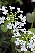 PACHYPHRAGMA MACROPHYLLUM