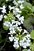 PACHYPHRAGMA MACROPHYLLUM