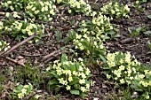 PRIMULA VULGARIS