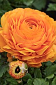 RANUNCULUS TOMER ORANGE