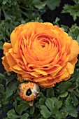 RANUNCULUS TOMER ORANGE