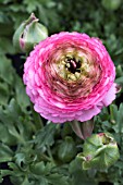 RANUNCULUS TOMER ROSE