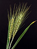 BARLEY (HORDEUM VULGARE)