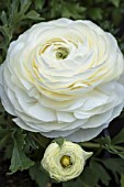 RANUNCULUS TOMER WHITE