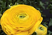 RANUNCULUS TOMER YELLOW