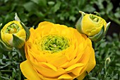 RANUNCULUS TOMER YELLOW