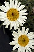 RHODANTHEMUM HOSMARIENSIS