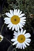 RHODANTHEMUM HOSMARIENSIS