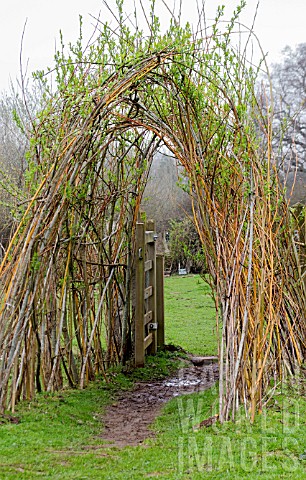 SALIX_VIMINALIS_GIGANTEA