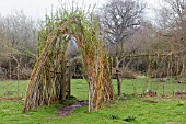 SALIX VIMINALIS GIGANTIA