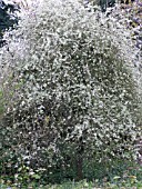 PYRUS SALICIFOLIA PENDULA,  WEEPING PEAR