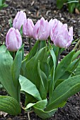 TULIPA JORDAN