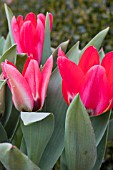 TULIPA PINK DWARF