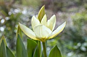 TULIPA PURISSIMA