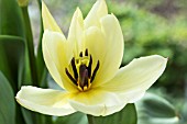 TULIPA PURISSIMA