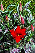 TULIPA RED RIDING HOOD