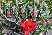 TULIPA RED RIDING HOOD